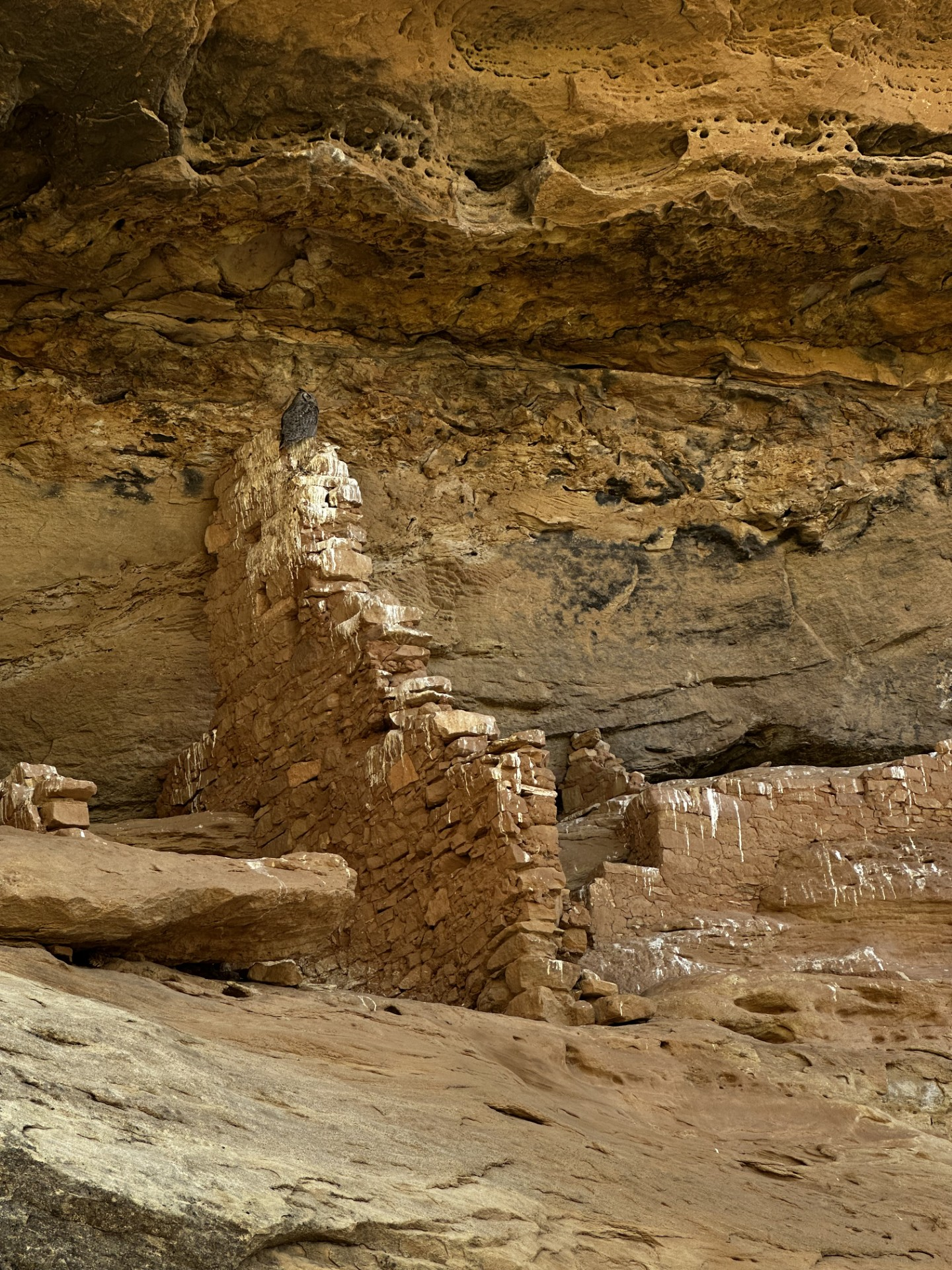 An owl sitting on a wall under an alcove.