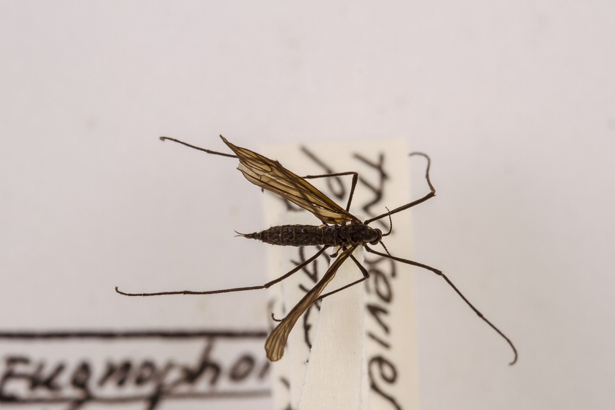 Image of Eugnophomyia luctuosa, a species of Animalia