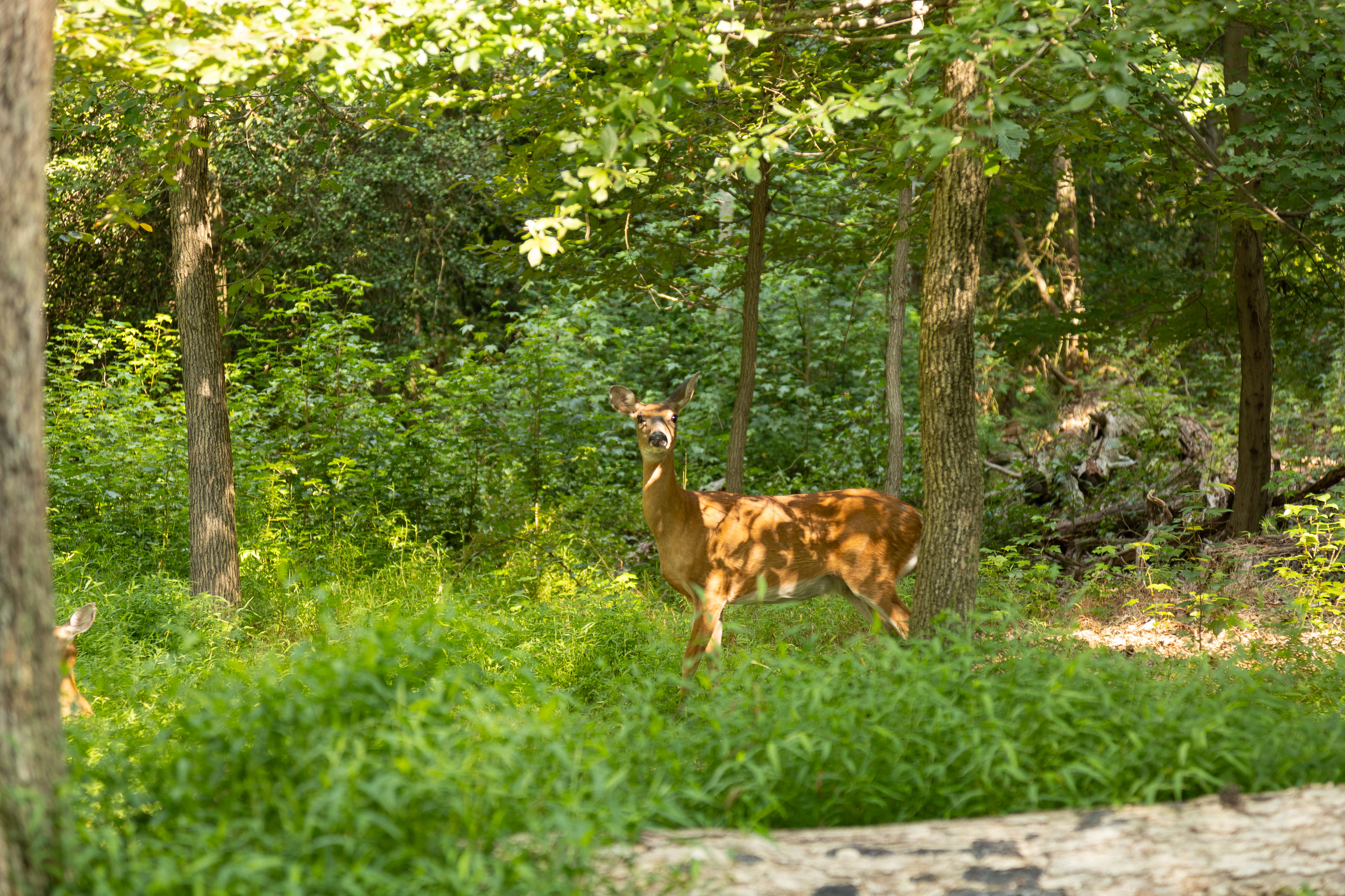 Deer in Greenbelt Park