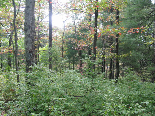 GRSM Accuracy Assessment. Plot Code: GRSM_AA_0601_4