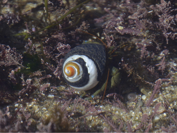 A crab with a hard round snail shell with black and white spirals on top of it.