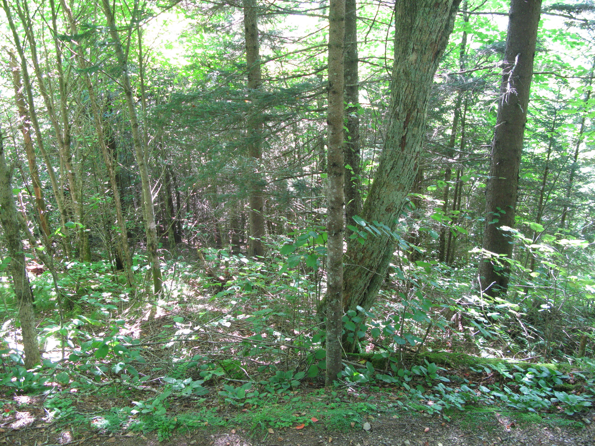 GRSM Accuracy Assessment. Plot Code: GRSM_AA_0094_5