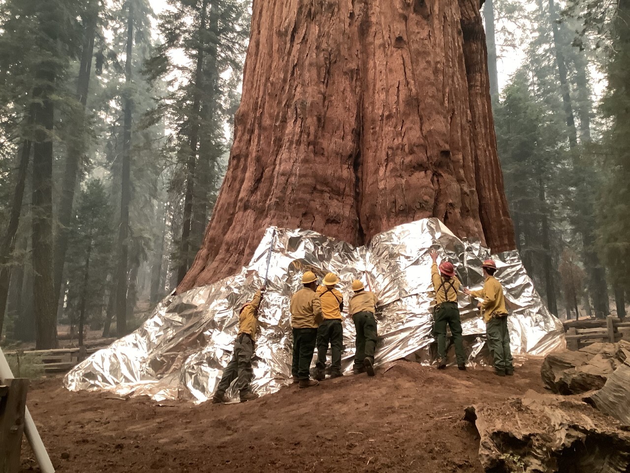 Six people wearing yellow and green Nomex fire clothes and hardhats wrap silver fire shelter material around the base of a very large giant sequoia tree.
