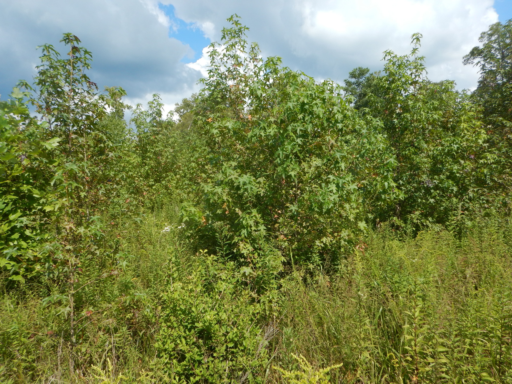 GRSM Accuracy Assessment. Plot Code: GRSM_AA_0720_3