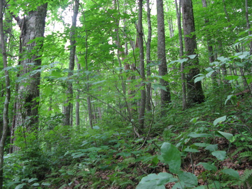 GRSM Accuracy Assessment. Plot Code: GRSM_AA_0914_5