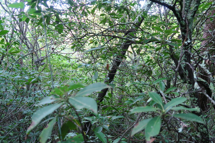 GRSM Accuracy Assessment. Plot Code: GRSM_AA_0812_4