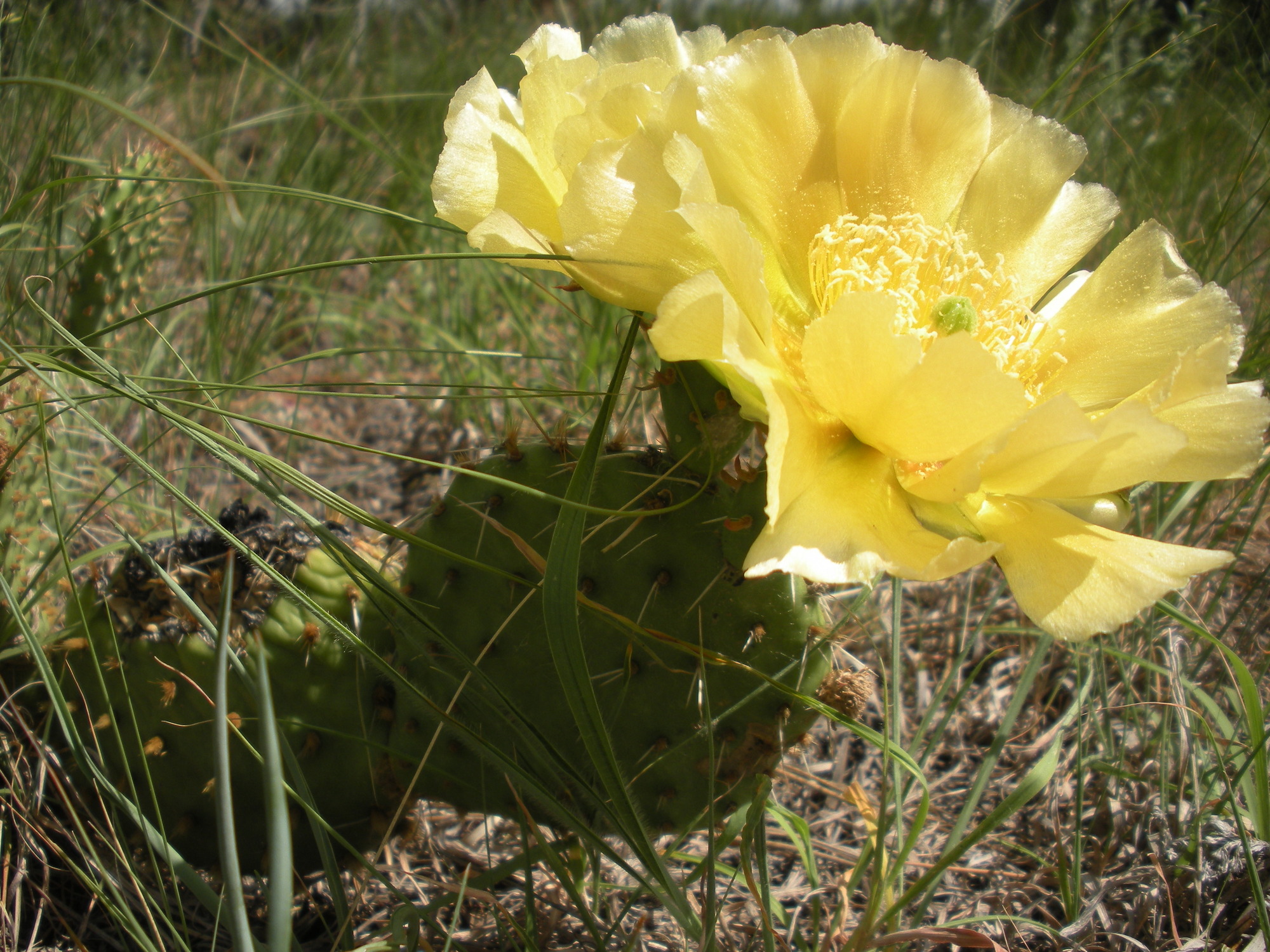 a small segmented cactus with a large yellow flower