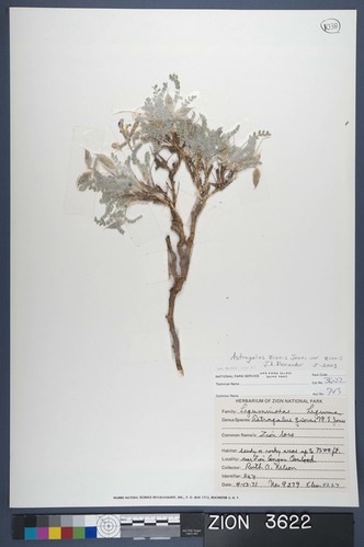 Herbarium Specimen Sheet 3622