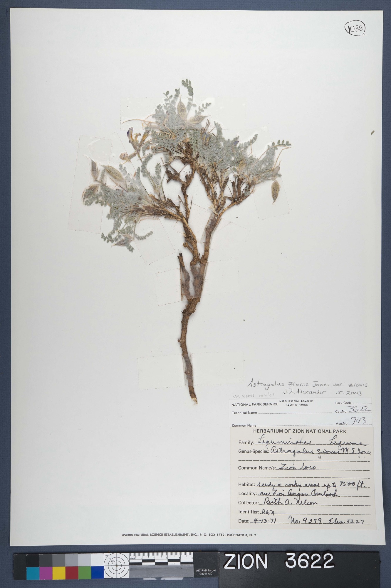 Herbarium Specimen Sheet 3622