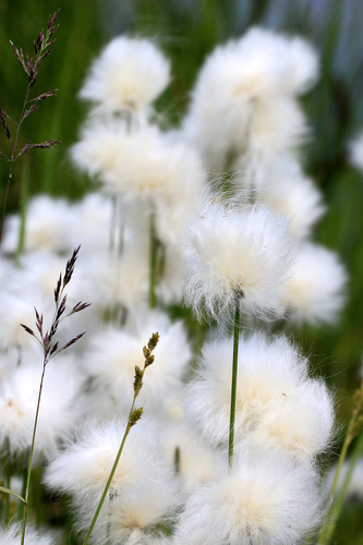 Alaska cotton grass is easily recognizable with its fuzzy white tufts, which get picked up by the wind and aid seed dispersal. 