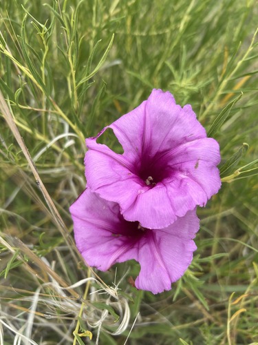 two pink trumpet-like flowers