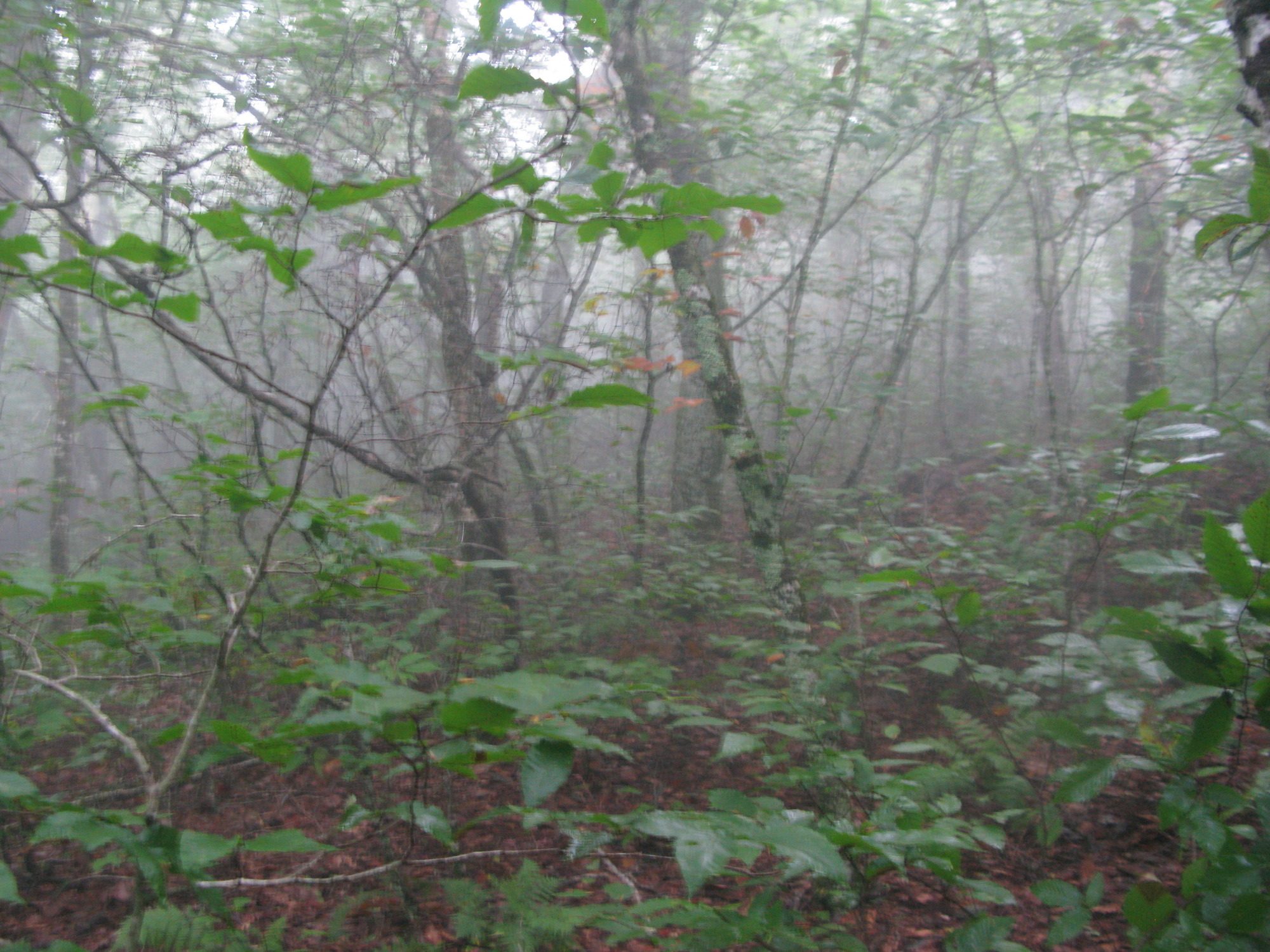 GRSM Accuracy Assessment. Plot Code: GRSM_AA_0575_4