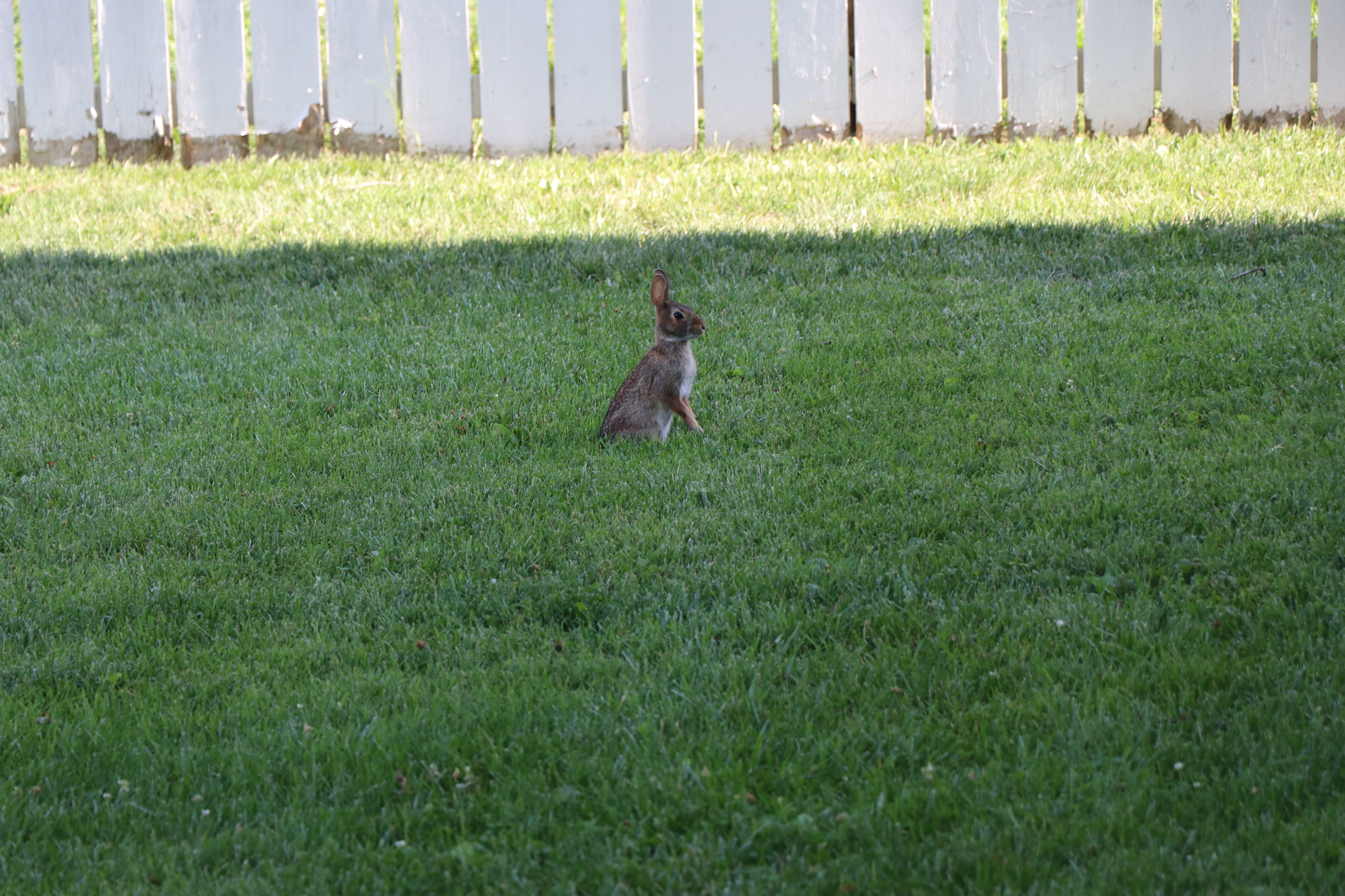 A brown rabbit standing in the grass in the shade.