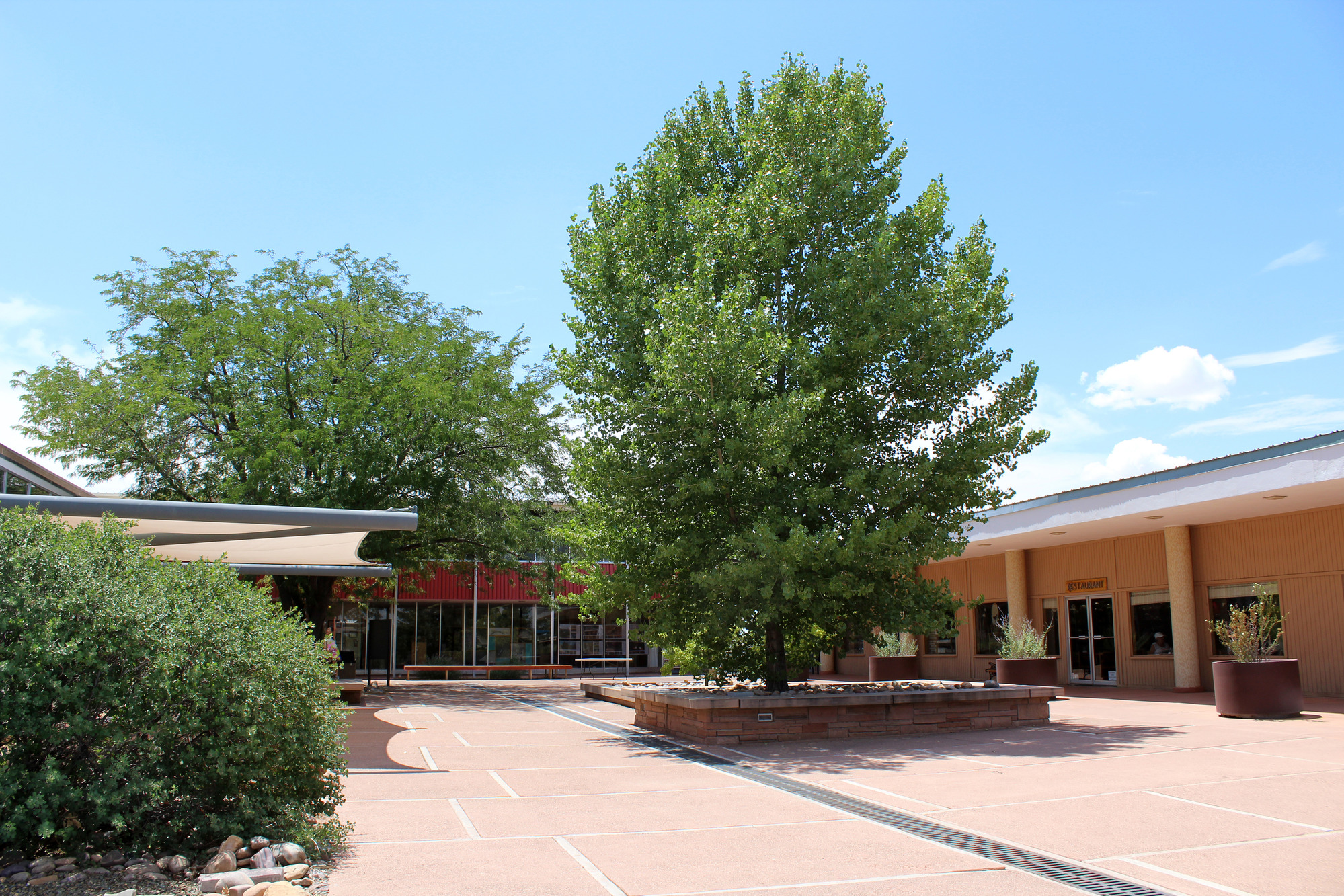 Painted Desert Community Complex Plaza in Summer, fully leafed out trees.