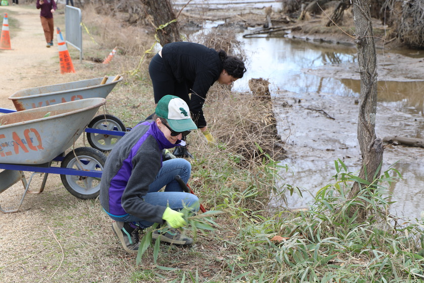 Two volunteers are working on land near a muddy stream. In the foreground, a person wearing a purple and grey fleece jacket, blue jeans, a green and white baseball cap, sunglasses, and yellow gloves is kneeling and pulling up green plants. Behind them, another person in a black jacket is bent over near the water's edge, also removing weeds. Two grey wheelbarrows with blue handles are visible on the left side of the image, and orange cones and caution tape are in the background. The trees are mostly bare, and the ground is a mix of dry grass, mud, and some green growth.