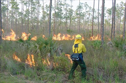 Firefighters on prescribed burns in Everglades NP 2003