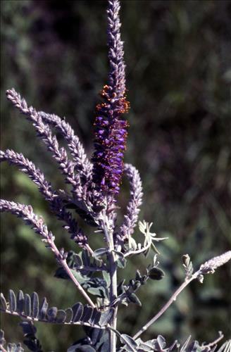 Badlands Flowers: Red, Pink, Blue