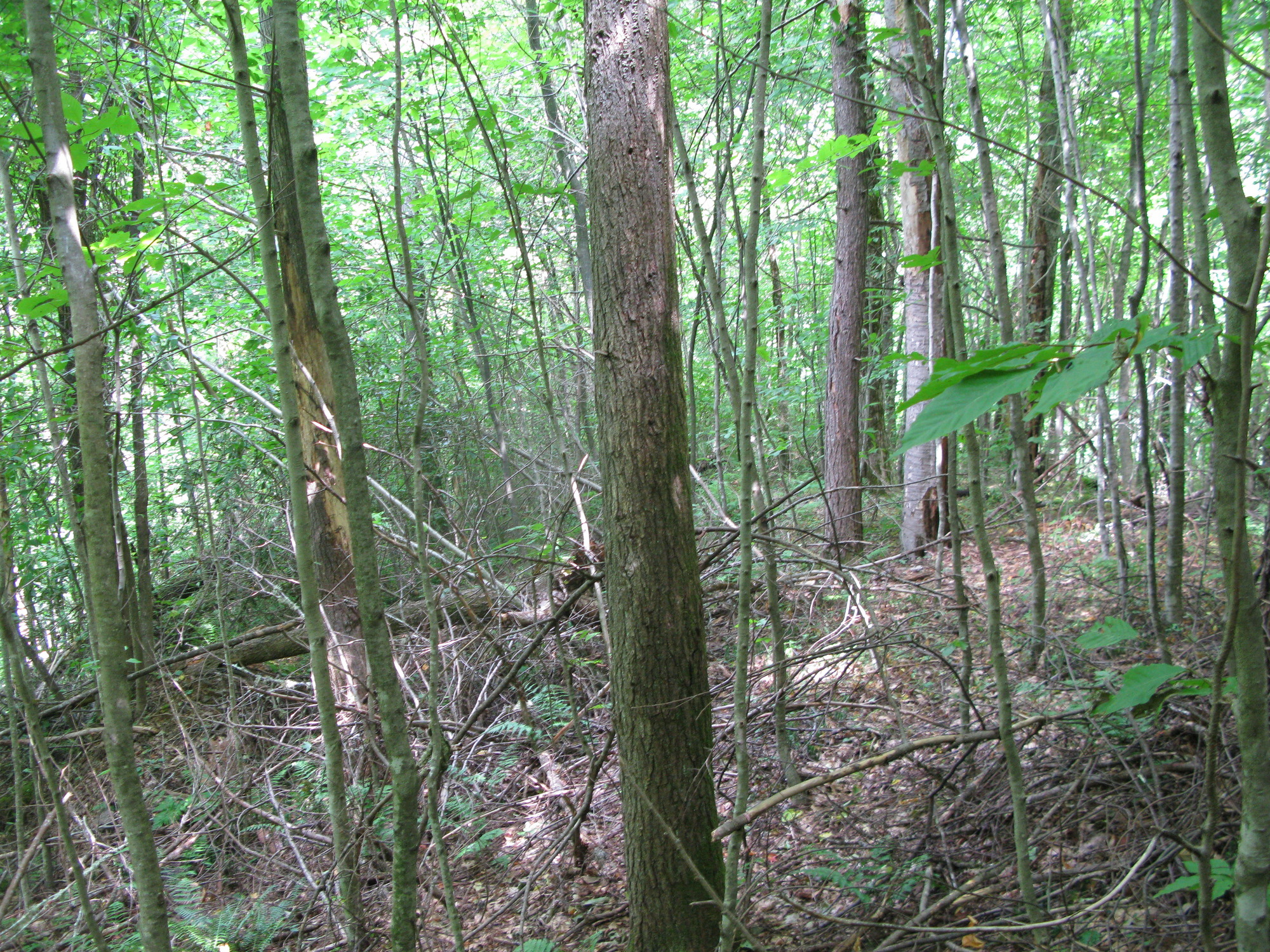 GRSM Accuracy Assessment. Plot Code: GRSM_AA_0931_2