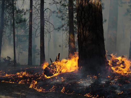 Roads End Prescribed Fire, Sequoia and Kings Canyon National Parks, May 2005