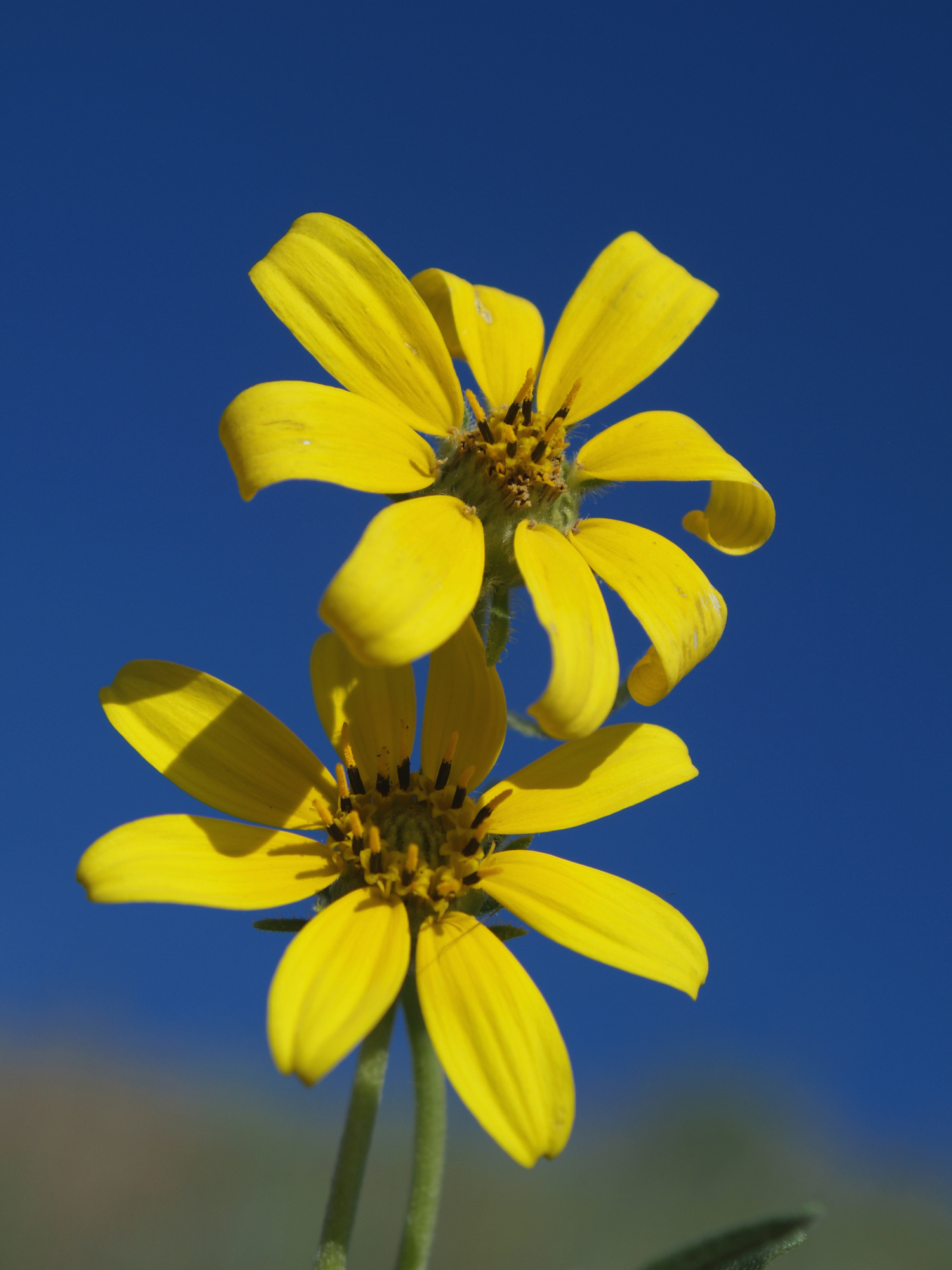 two yellow flowers