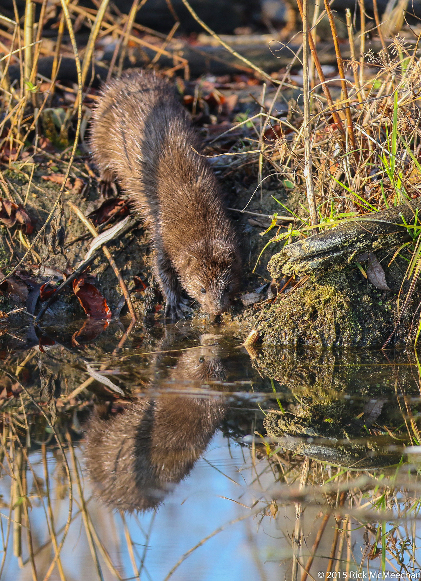 The mink leans down over a brushy bank. Its body is reflected in the still water. 