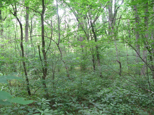 GRSM Accuracy Assessment. Plot Code: GRSM_AA_0866_6