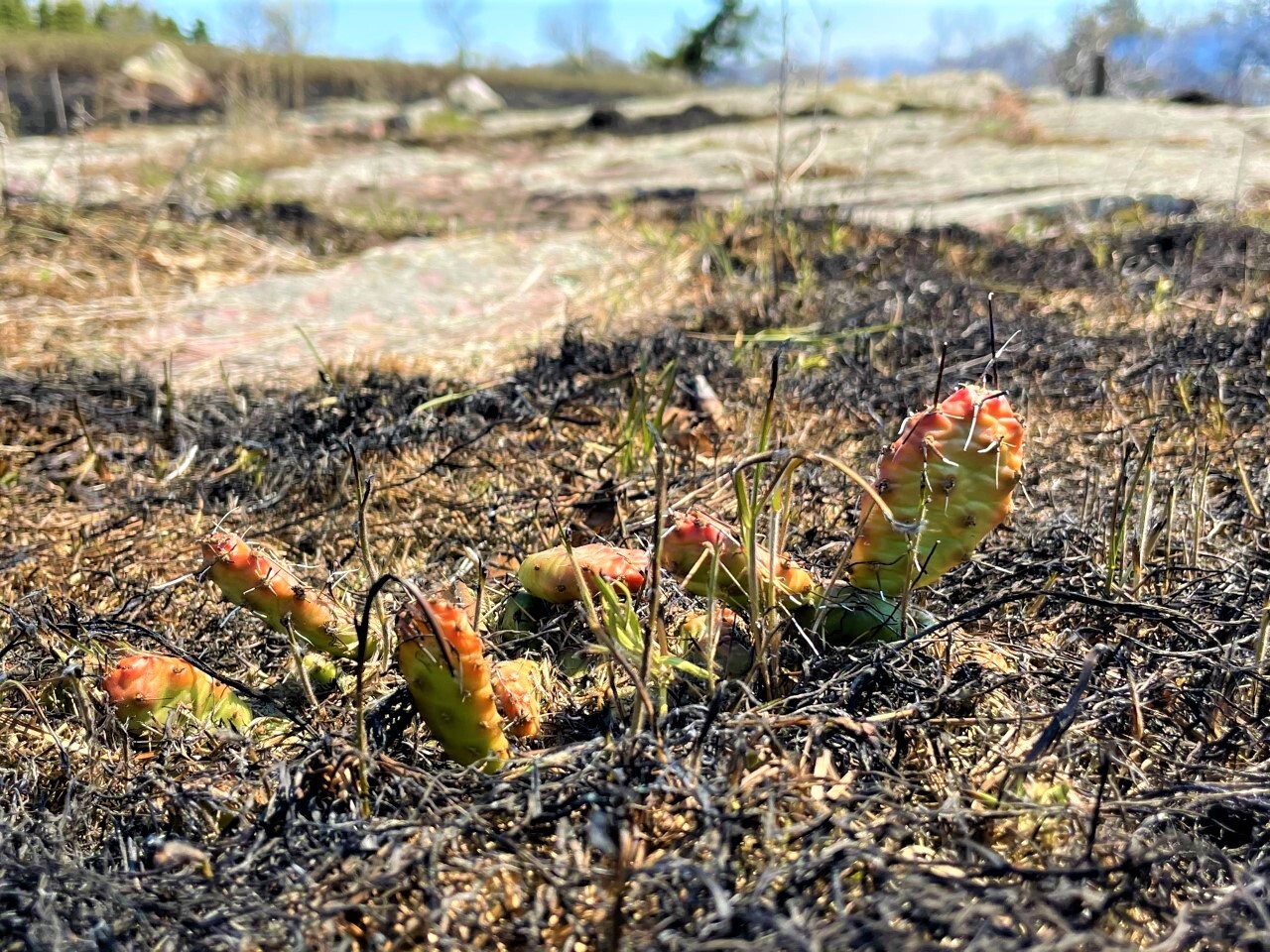 small cactus surrounded by rock and burned grass