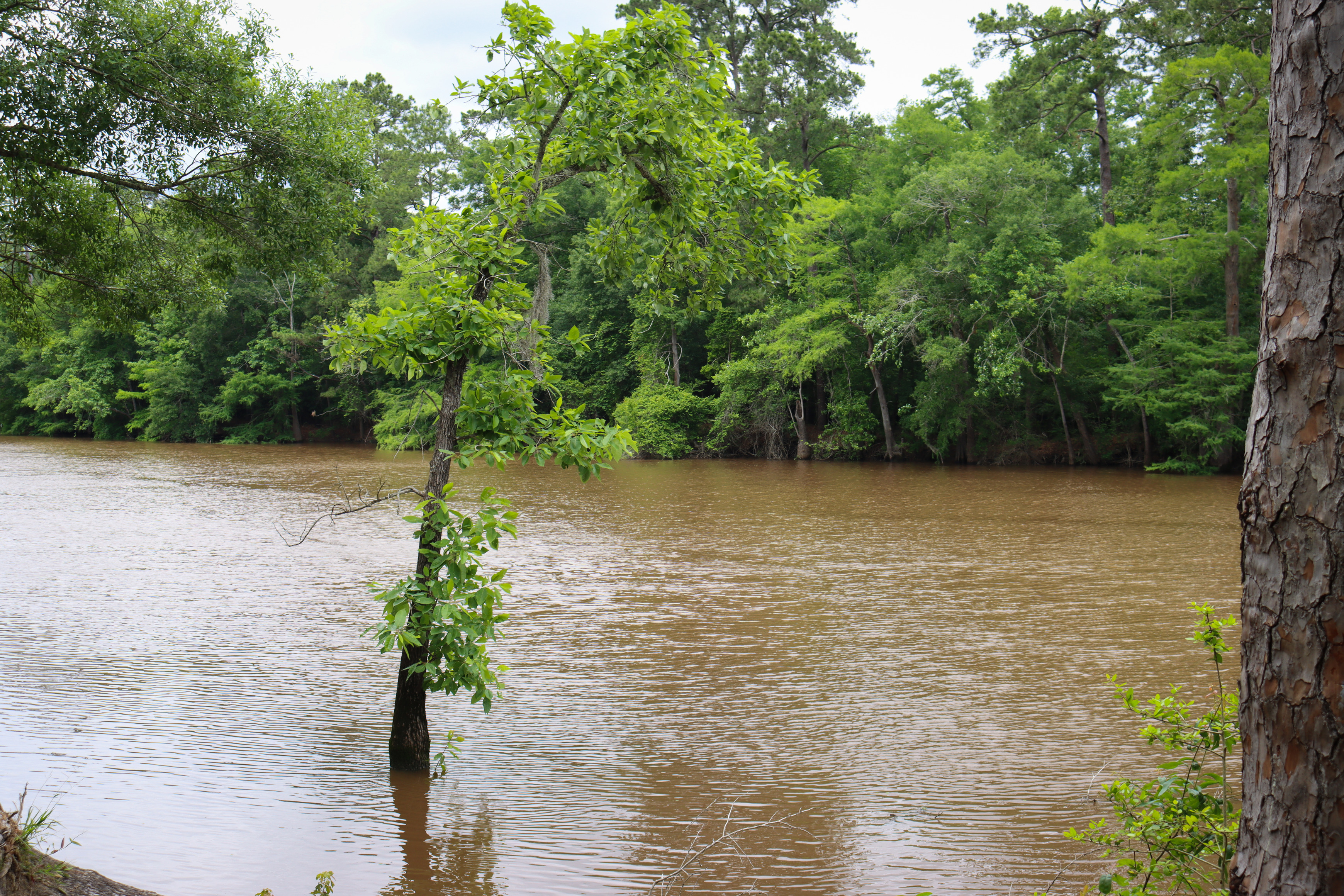 A wide waterway with murky brown water lined with dense, dark green trees. One tree is standing in the water.
