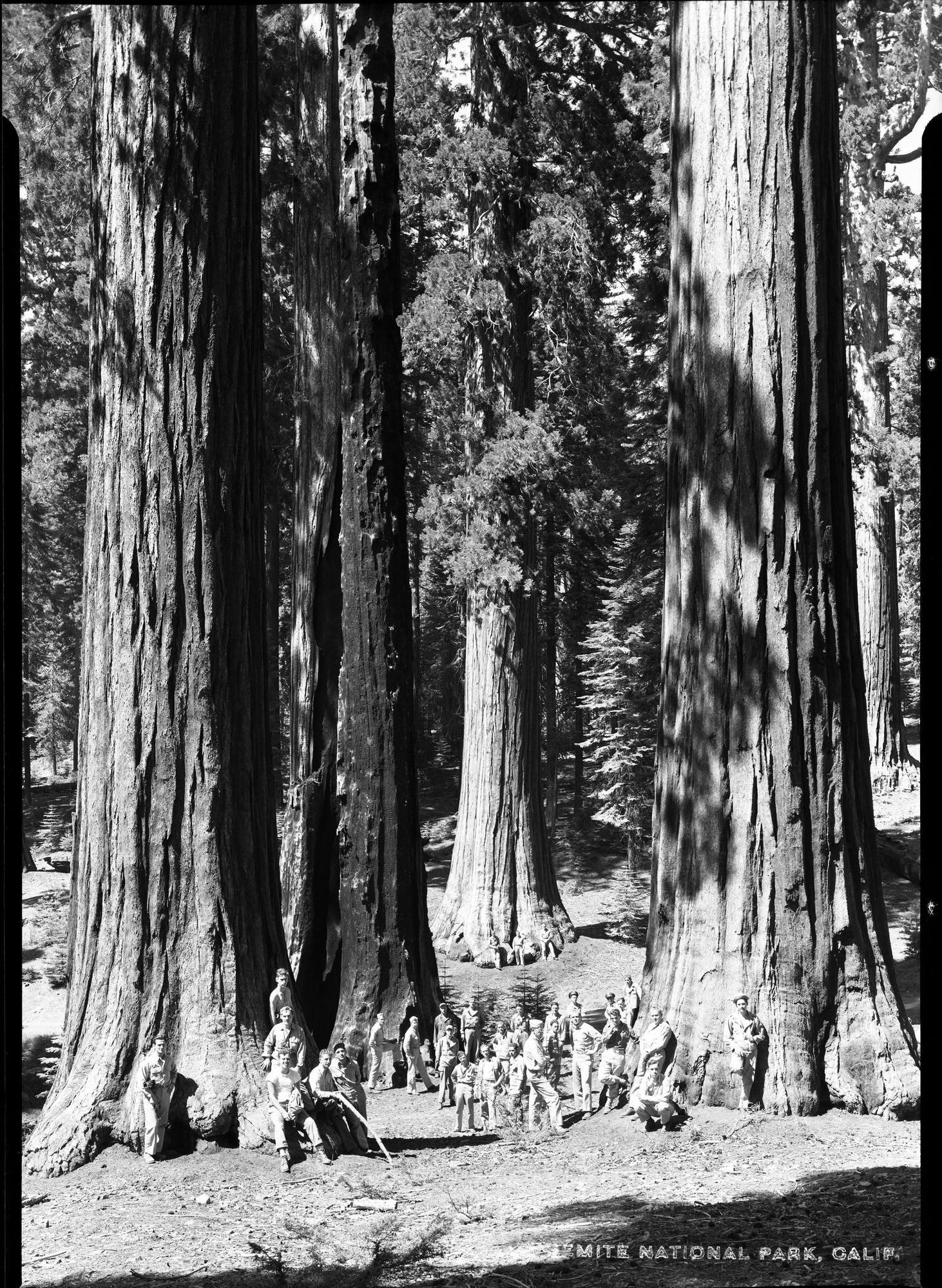 IVth Fighter Command. Lt. Wong in Mariposa Grove of Big Trees.