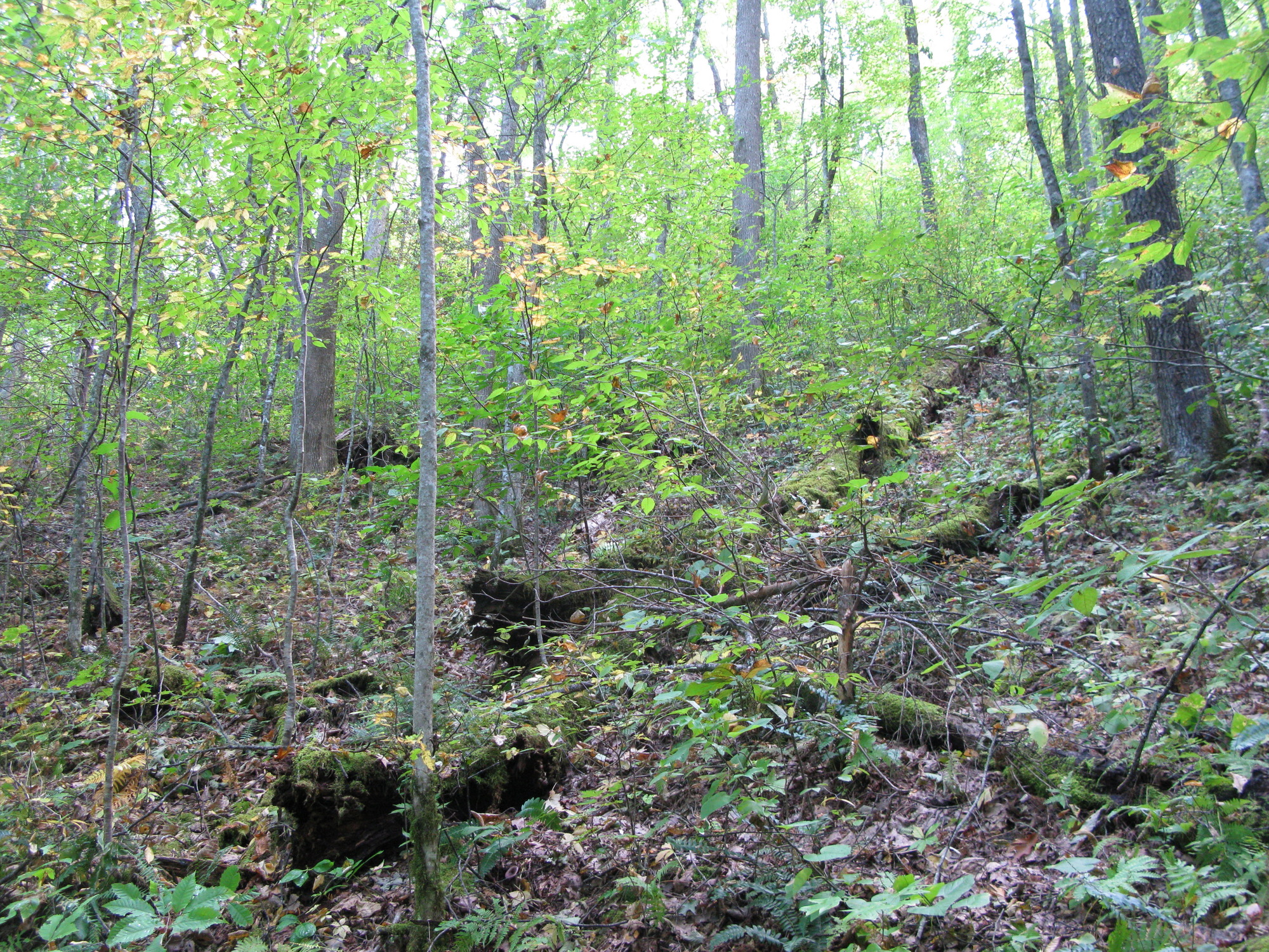 GRSM Accuracy Assessment. Plot Code: GRSM_AA_0210_4