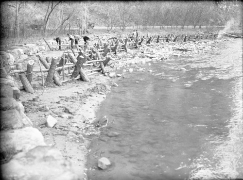 Willow jetty along Virgin River near the Temple of Sinawava. '...partially completed compound willow jetty for stream bank protection. View looking downstream at 200-foot mechanical, yet living willow spiders. Entire structure is tied together and tied back to deadmen.'