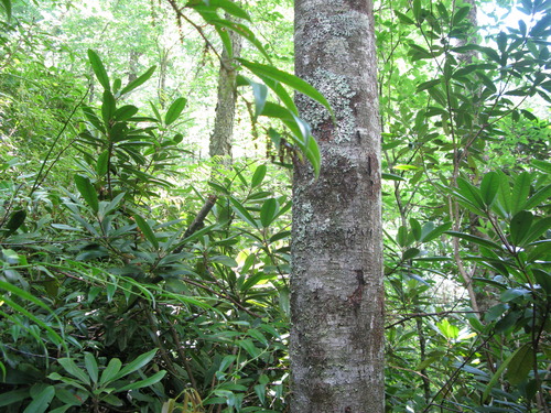 Plot Code: GRSM_AA_0626_5