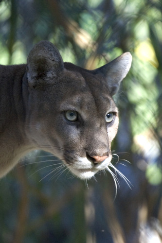 A close-up photo of a Florida Panther's head.