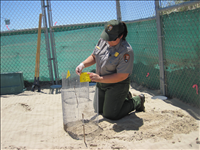 2010 Kemp's ridley sea turtle project at Padre Island National Seashore. In 2010, 74 Kemp's ridley nests were found at Padre Island National Seashore. This was the third most successful season since record keeping began in 1980.