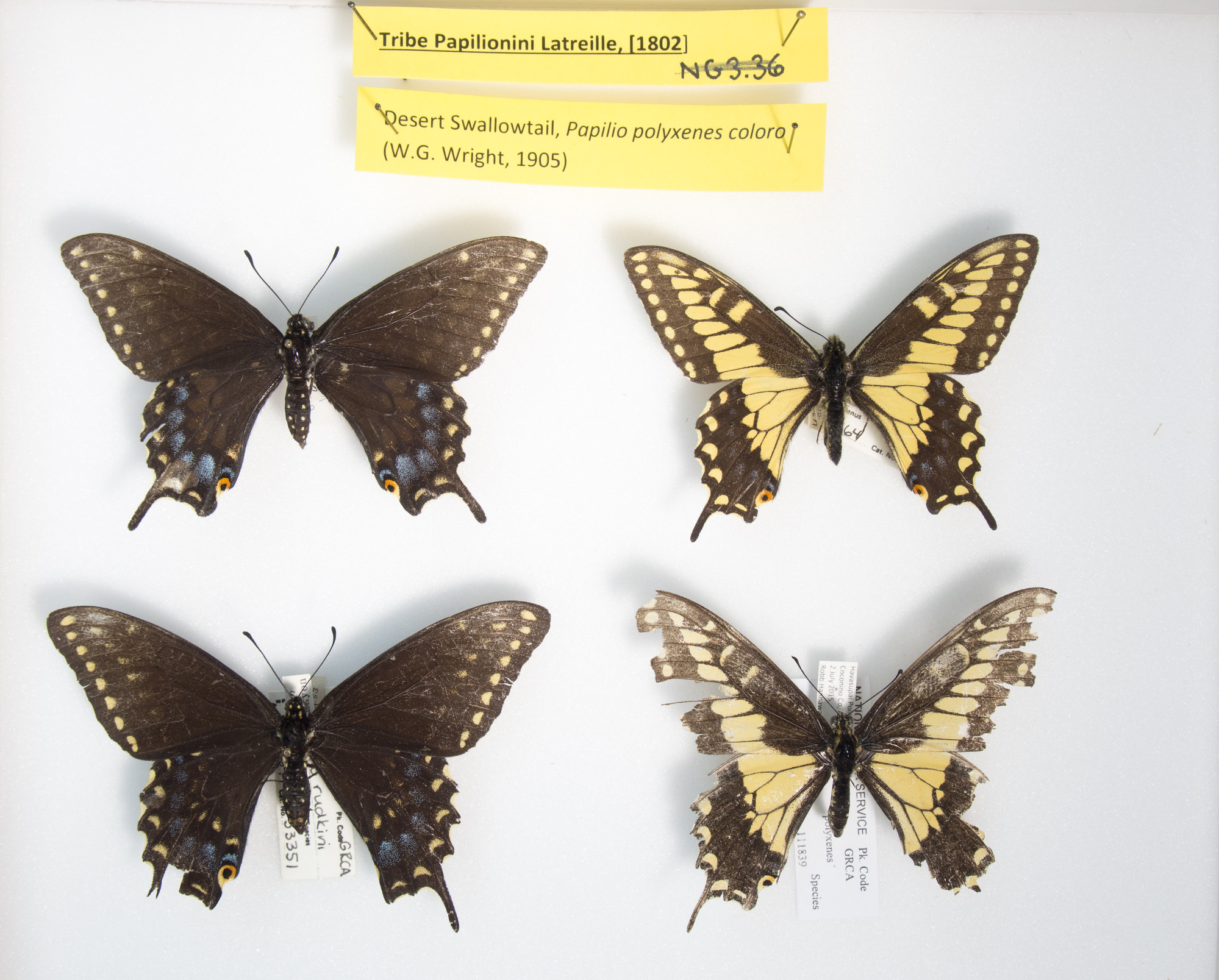 Desert Swallowtail, Papilio polyxenes rudkini. series. Grand Canyon Museum Collection.JPG