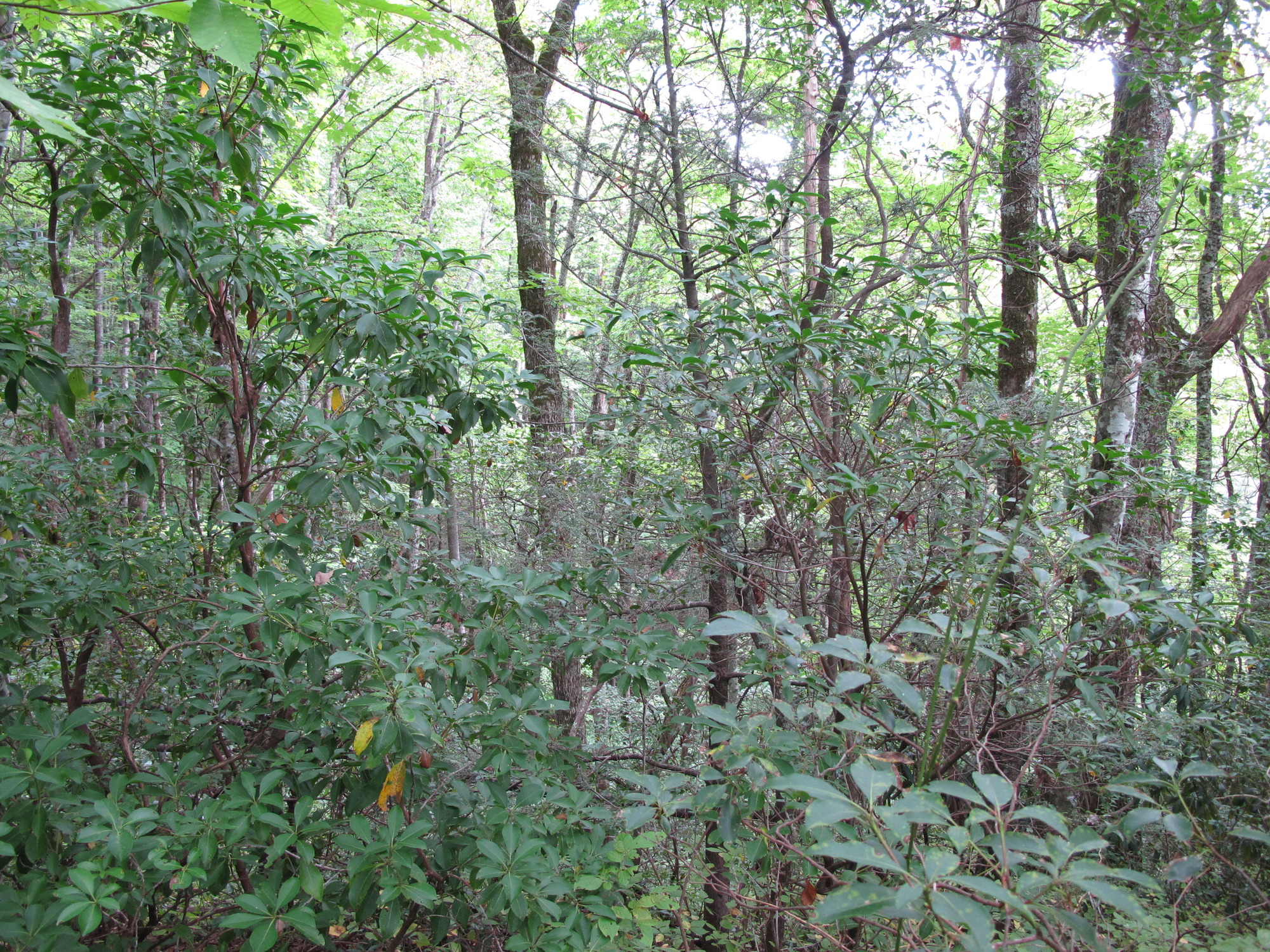 GRSM Accuracy Assessment. Plot Code: GRSM_AA_0888_4