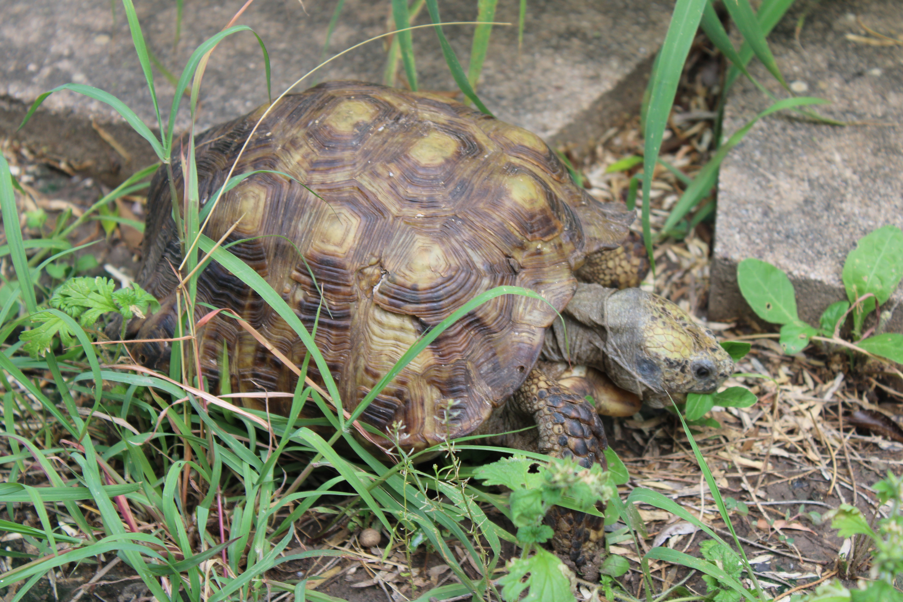 Texas Tortoise