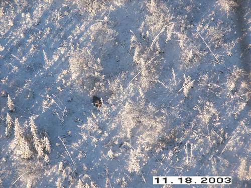Moose Survey, Yukon-Charley, 2003 2