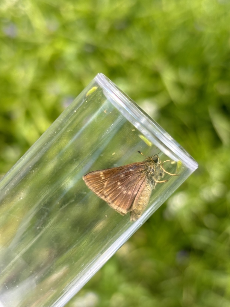 A small brown butterfly in an insect vial. 