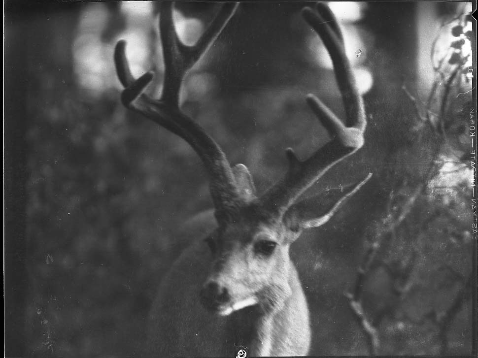 Sequoia National Park