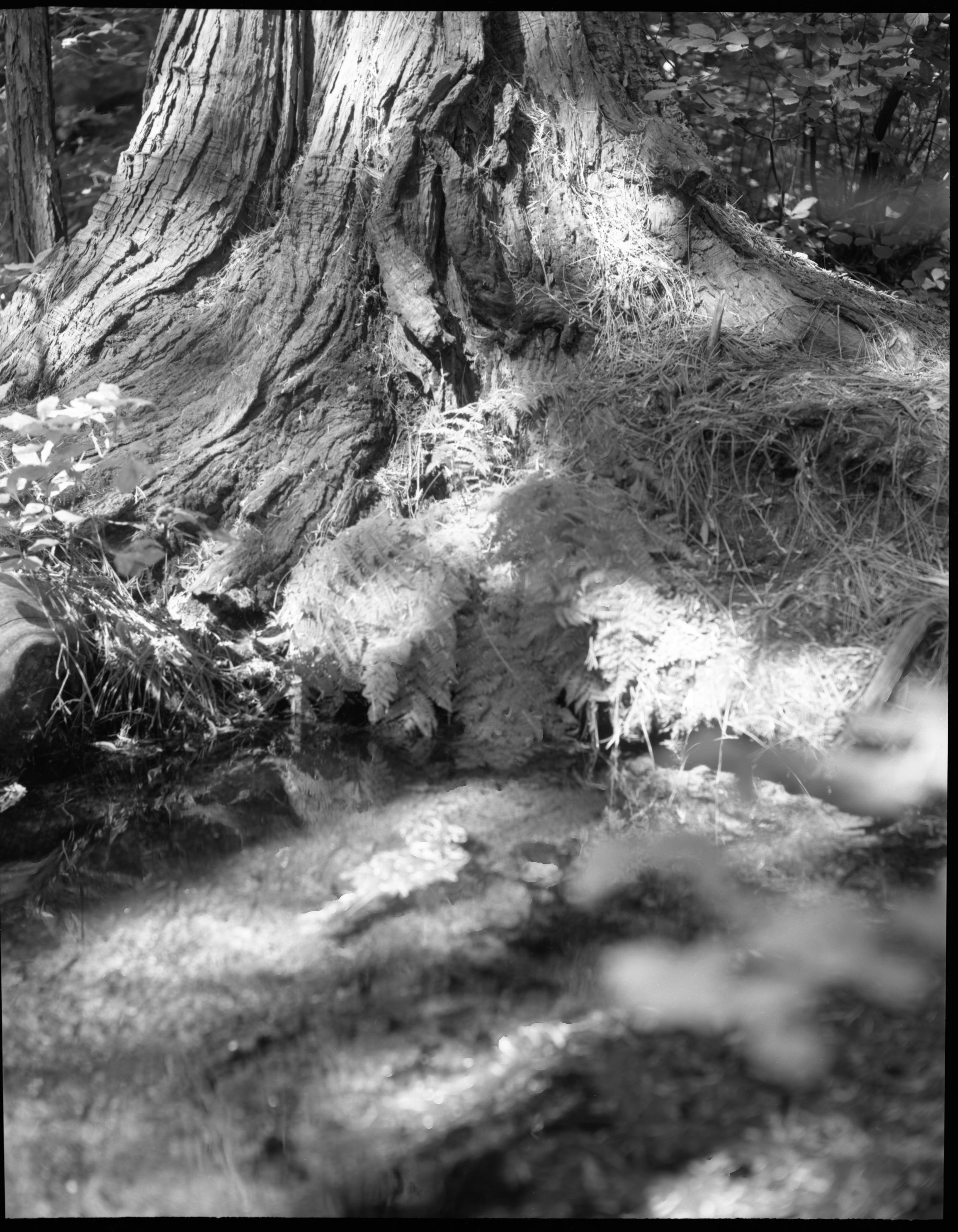 Spring with ferns. Black's Spring, Yosemite Valley. For Happy Isles Exhibits (16P-2).