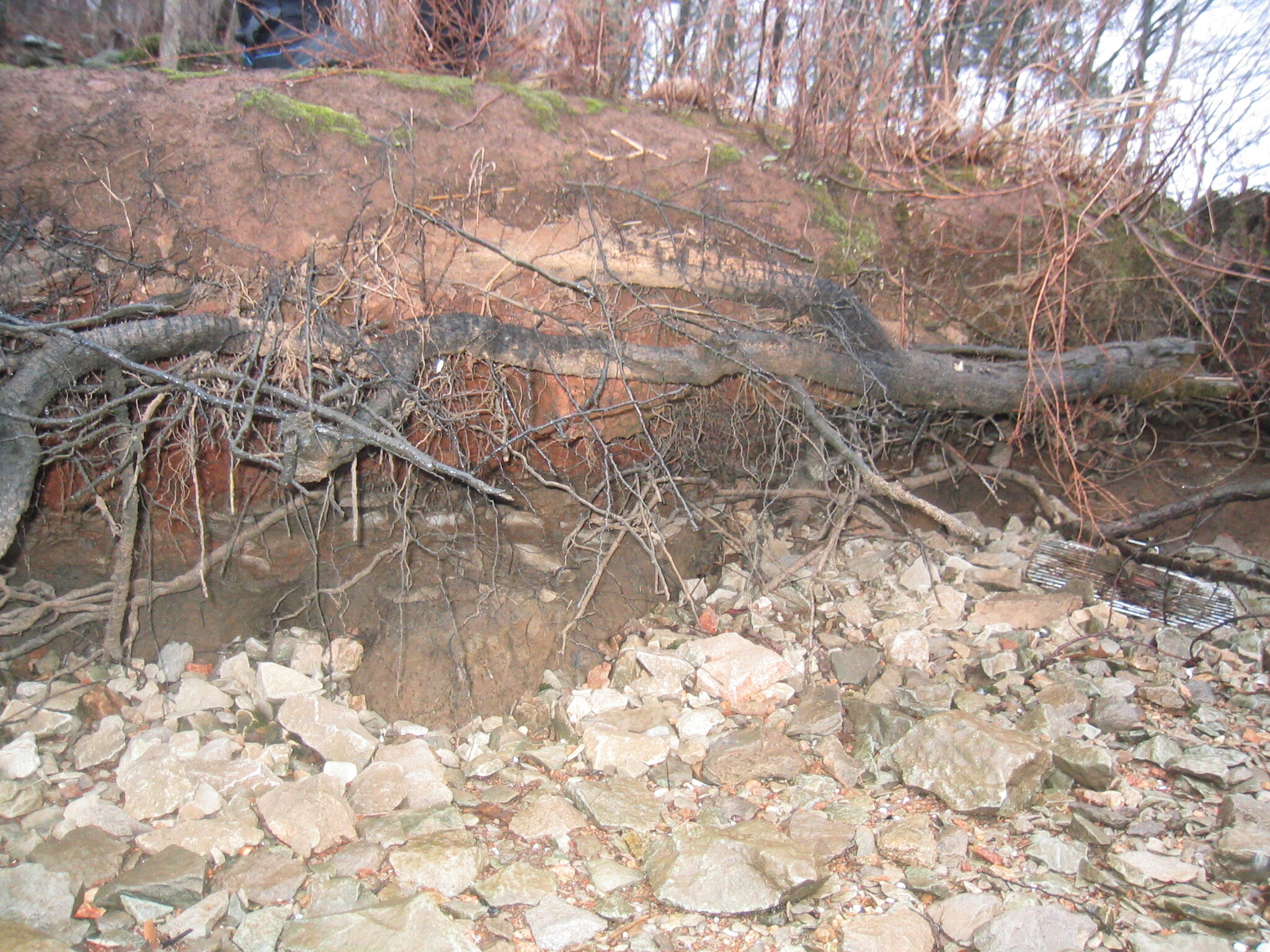 A fallen tree in a wooded area.