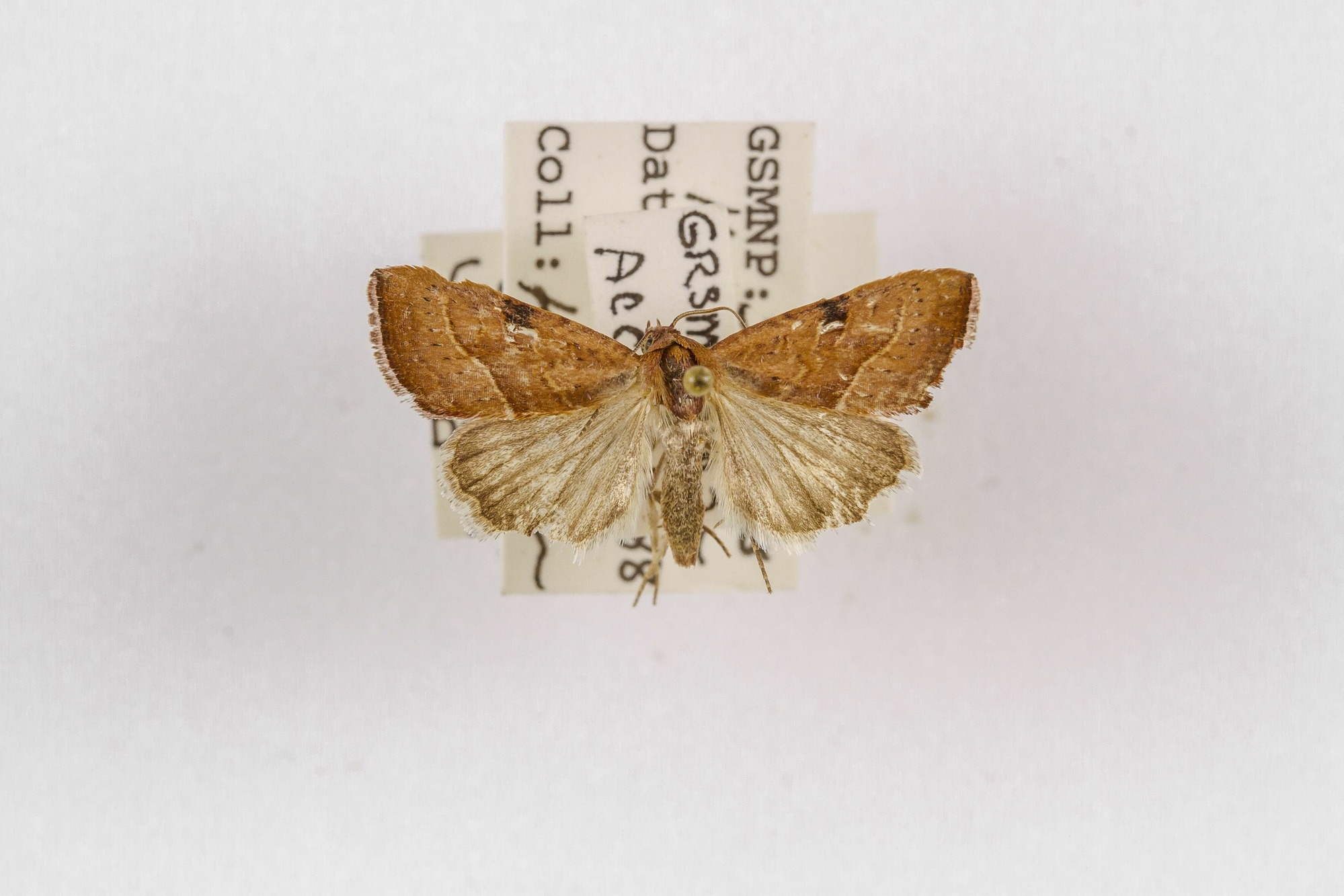 Image of Galgula partita, a species of Animalia