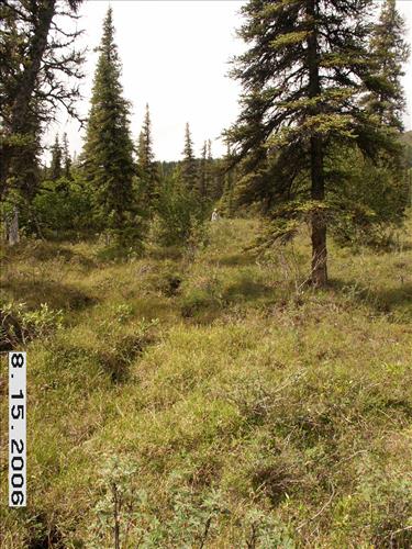 3 Small Mammal Survey in Denali National Park and Preserve in August 2006