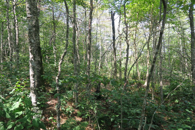 GRSM Accuracy Assessment. Plot Code: GRSM_AA_0761_6