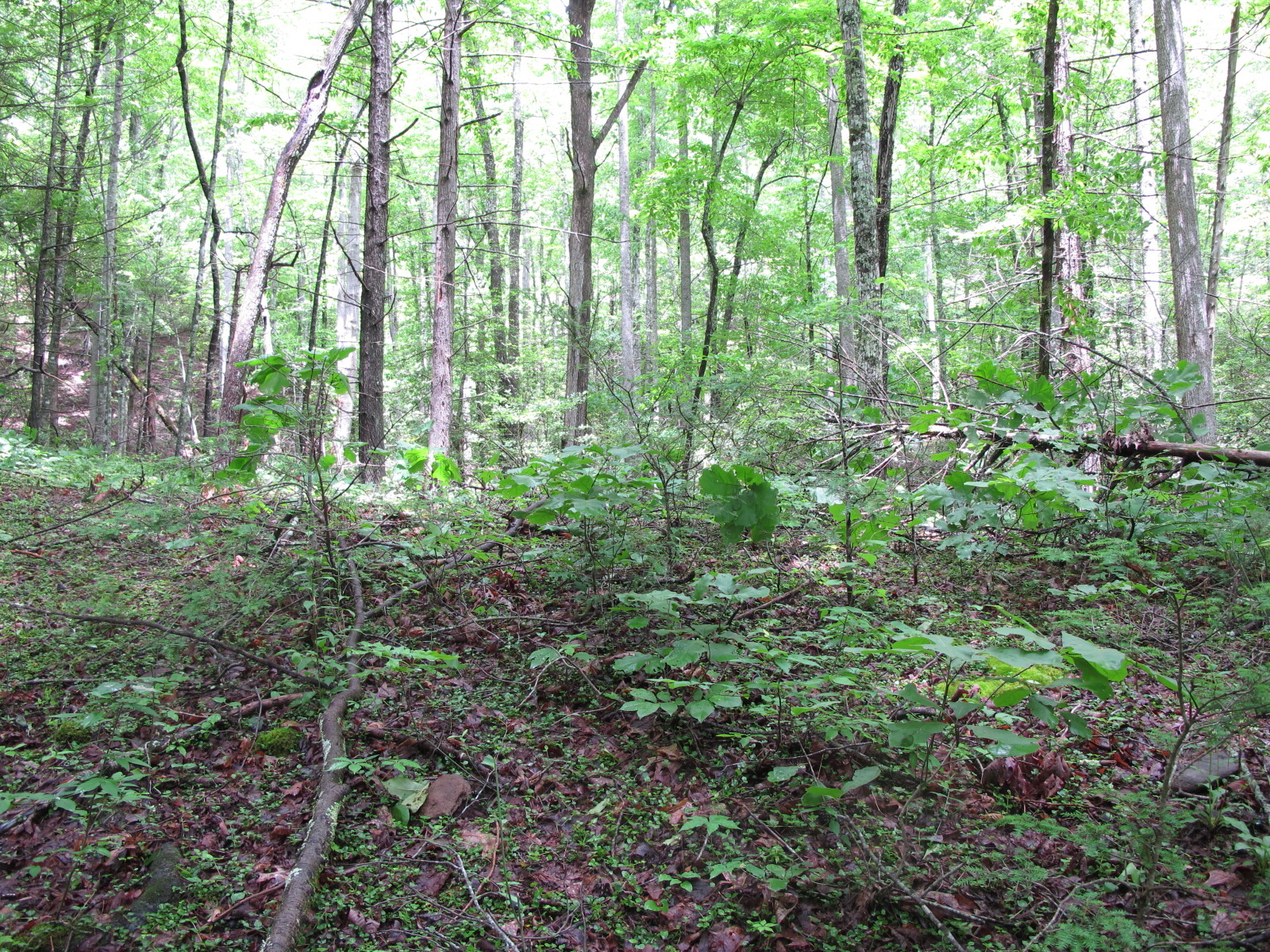 GRSM Accuracy Assessment. Plot Code: GRSM_AA_0663