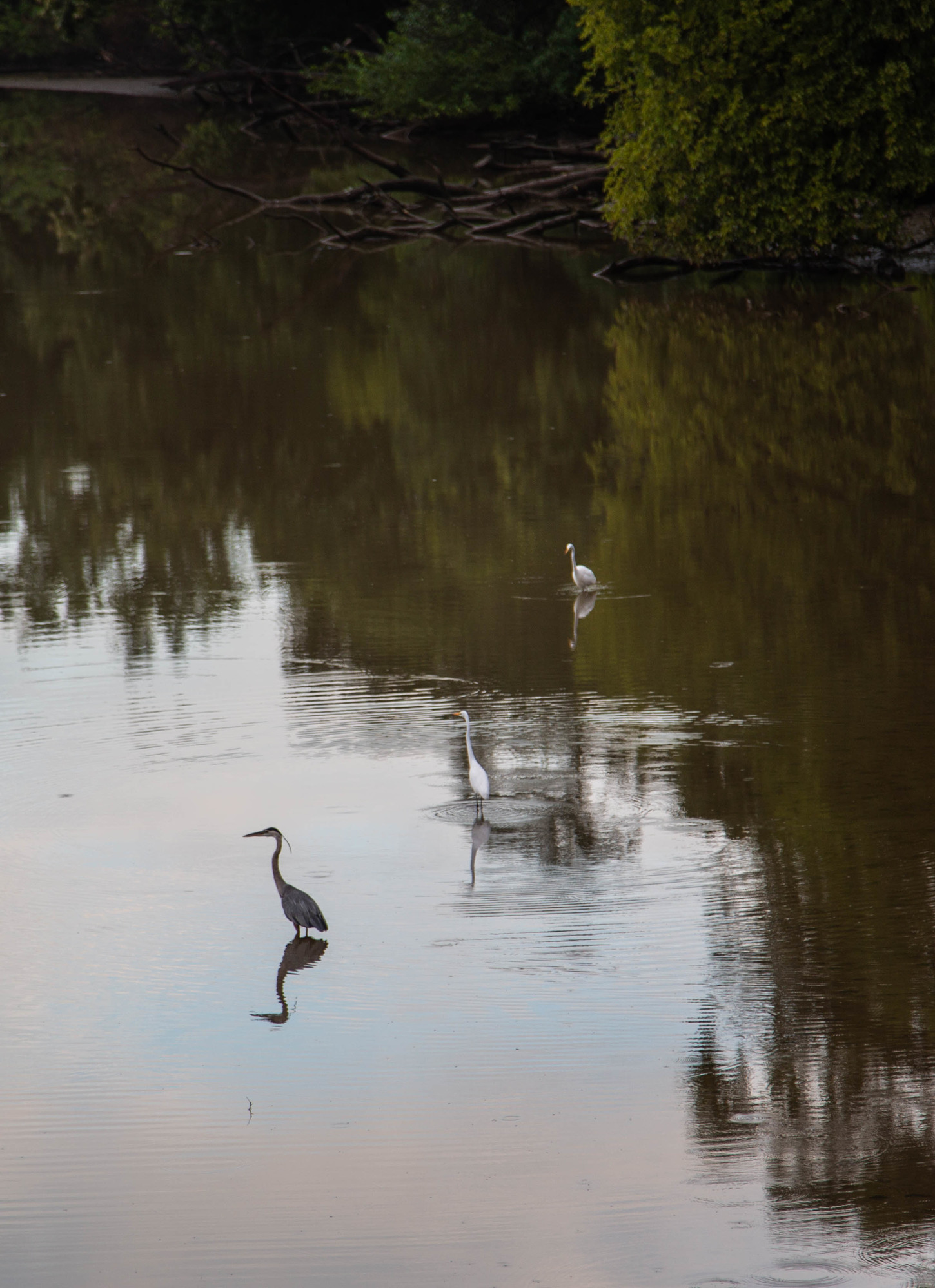 Two white and one blue herons standing in a river channel