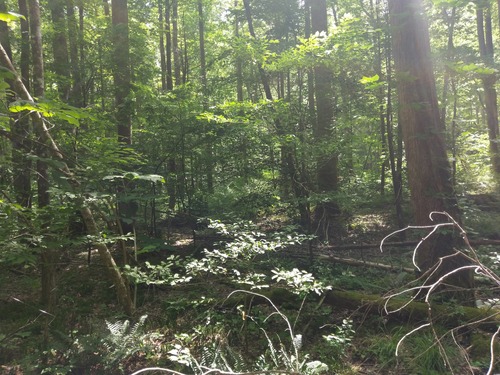 GRSM Accuracy Assessment. Plot Code: GRSM_AA_0795_3