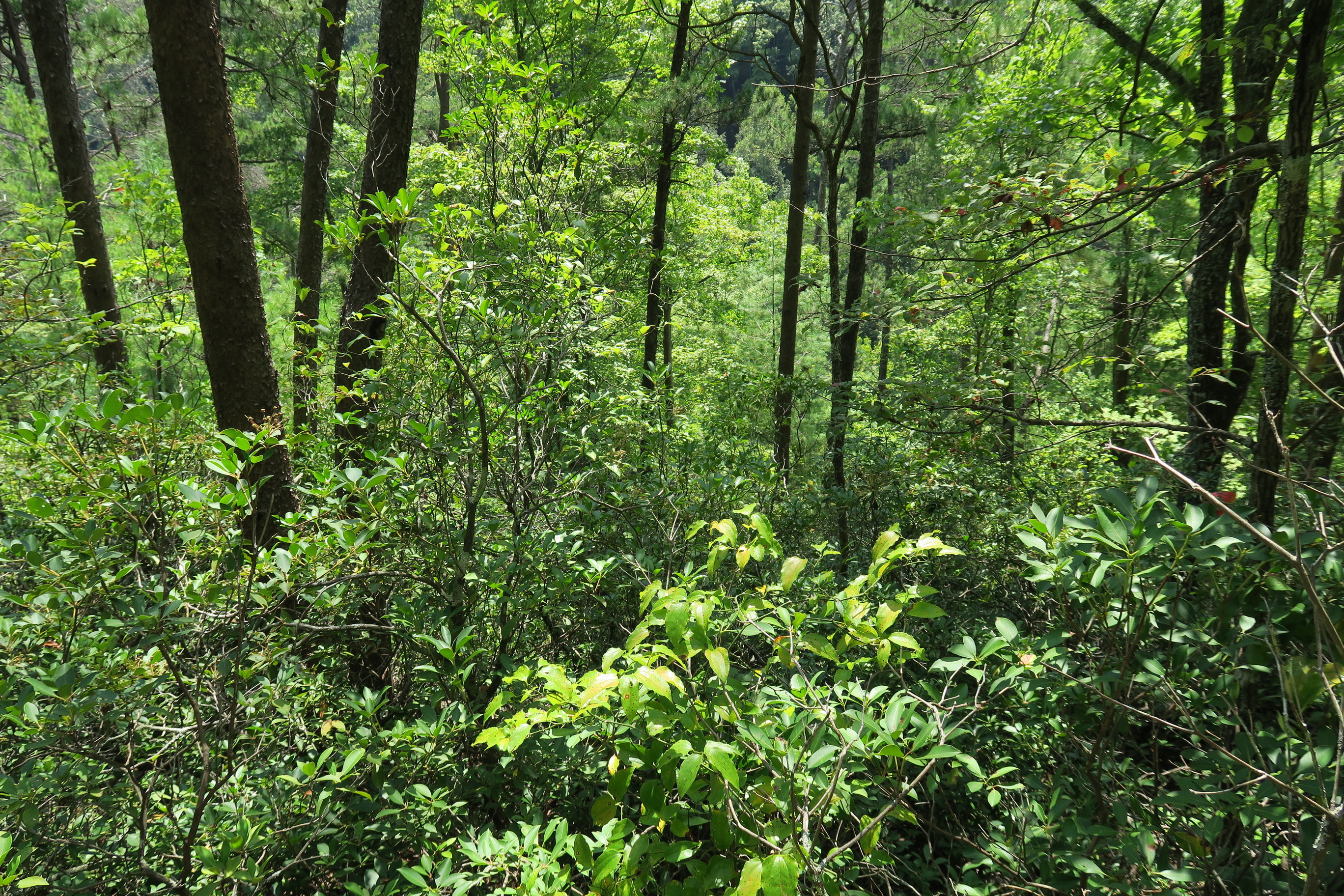 GRSM Accuracy Assessment. Plot Code: GRSM_AA_0732_4