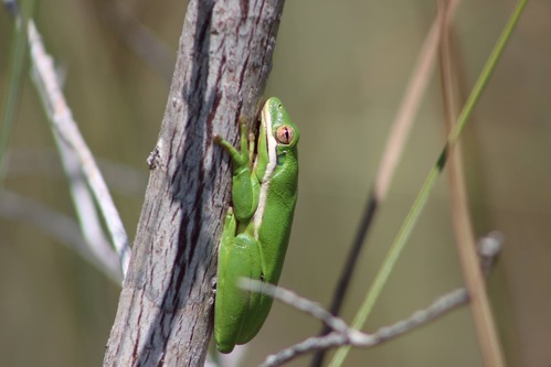 Green Tree Frog on branch